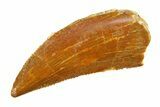 Serrated, Raptor Tooth - Real Dinosaur Tooth #295752-1